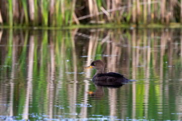 Poster - The hooded merganser (Lophodytes cucullatus) hen on the lake