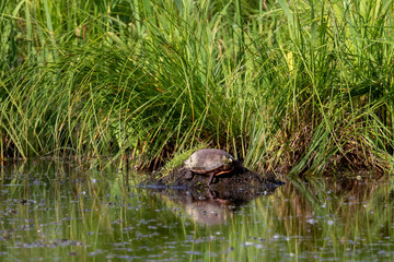 Poster - The painted turtle (Chrysemys picta) is the most widespread native turtle of North America