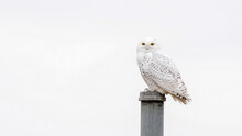 An Adult Snowy Owl Perches On A Pole In Kansas During The Winter