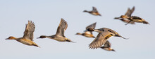 Flock Of Pintail In Winter Light
