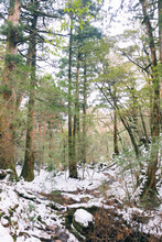 Winter Yakushima Landscape In Kyushu Japan.