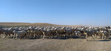 Fototapeta Zwierzęta - flock of sheep roaming nature for food.