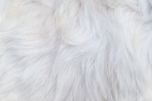 Beautiful Abstract White Dog Fur Background Close-up