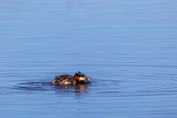 Wall Mural - Great crested grebe bird preening in the water