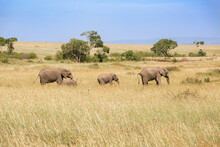 Group With Elephants On The Grass Savanna In Maasai Mara Game Reserve