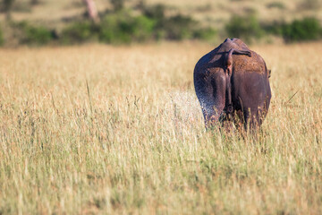 Sticker - Black Rhino pee on the savannah in Africa