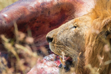 Poster - Male lion head in africa