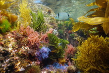 Underwater Various Colorful Algae With A Fish In The Ocean In Shallow Water, Eastern Atlantic, Spain, Galicia
