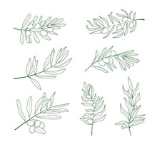 Olive Branch Vector Set In Doodle, Sketch Style. Ink, Pencil Hand Drawn Olive Tree, Leaves For Wrapper Pattern, Logo, Frame Or Border.