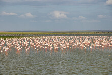  Vögel Im Nationalpark Tsavo Ost, Tsavo West Und Amboseli In Kenia