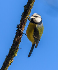 Wall Mural - Eurasian blue tit (Cyanistes caeruleus) bird on branch with something in beak