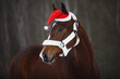 portrait of christmas hanoverian mare horse in red cap with fluffy halter in forest during snowfall in winter