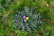 FU 2020-03-15 Ostern 229 Bunte Ostereier liegen auf einer Distel