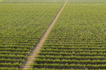 Aufkleber - Aerial view of the apple orchard	