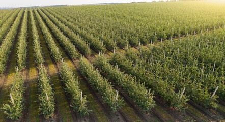 Aufkleber - Aerial view of the apple orchard	
