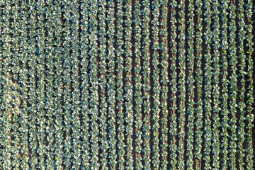 Aufkleber - Aerial view of a rows of cabbage in an agricultural field	