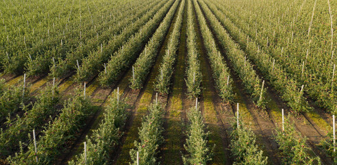Aufkleber - Aerial view of the apple orchard	