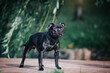 Staffordshire bull terrier dog photography outside.	