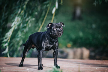 Wall Mural - Staffordshire bull terrier dog photography outside.	