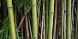Fototapeta Dziecięca - Banner size photo of bamboo plants in a garden as a background	