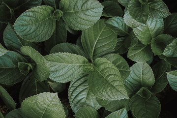 Wall Mural - Natural background of green leaves with vintage filter