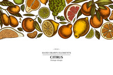 Citrus Hand Drawn Illustration Design. Background With Retro Kumquat, Lemon, Tangelo, Grapefruit, Orange, Lime, Mandarin, Pomelo, Bergamot.