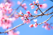 Close Up Of Wild Himalayan Cherry Flowers Or Sakura Across Blue Sky