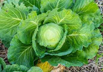 Wall Mural - cabbage in the garden