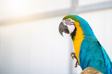 Beautiful Blue With Yellow  Macaw Parrot Perched On A Branch,