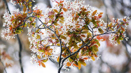 Canvas Print - Spring background