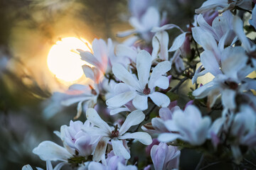 Canvas Print - Spring background