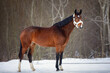 closeup portrait of young hanoverian mare horse standing on snowy road in winter