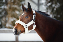 Closeup Portrait Of Young Hanoverian Mare Horse In Winter