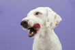 Portrait hungry puppy dog licking its lips looking side head. Isolated on purple background