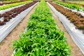 Wall Mural - Organic vegetable grow in soil on vegetable bed in organic farm.