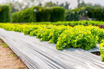 Wall Mural - Organic vegetable green oak grow in soil on vegetable bed in organic farm.