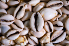Cowries As A Currency Before Money In Africa