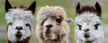 Three  Funny Alpacas Looking Very Close Into The Camera Portrait In Detail Focus