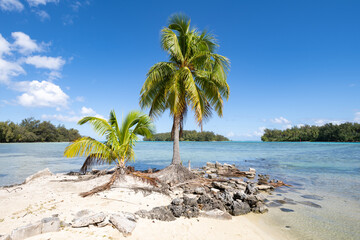 Wall Mural - tropical island in the south seas, moorea, french polynesia