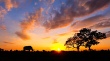 Amazing Sunset And Sunrise ,silhouette Trees, Dark Tree On Open Field Dramatic Sunrise, Safari Theme Giraffe, Lion, Rhinoceros,elephant.