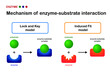 Biological diagram show mechanism of enzyme substrate interaction by 