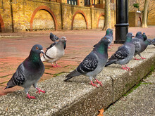 Pigeons By The River At Wapping, London