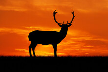 Silhouette Of A Standing Deer On A Sunset Background