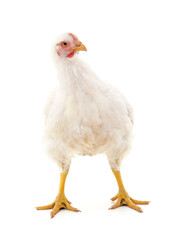 Poster - One white chicken.