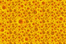 Joyful Background Of Yellow Flowers. Bright Yellow Sunflower Flowers As A Background. Sunflower Flowers Seamless Pattern.