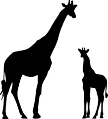Wall Mural - Giraffe Silhouettes Giraffe SVG EPS PNG