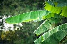 Green Banana Leaves On Nature Background