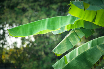 Wall Mural - green banana leaves on nature background