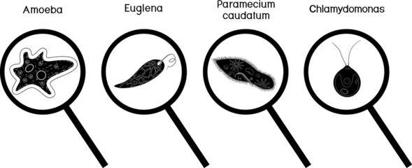 Wall Mural - Set of black silhouettes of microscopic protozoa unicellular organisms: Paramecium caudatum, Amoeba proteus, Chlamydomonas and Euglena viridis under magnifying glass