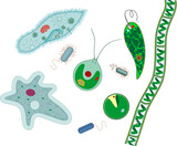Fototapeta Dziecięca - Set of microscopic unicellular organisms: protozoa (Paramecium caudatum, Amoeba proteus, Chlamydomonas, Euglena viridis), green algae (Chlorella, Spirogyra) and bacteria isolated on white background